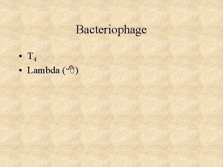 Bacteriophage • T 4 • Lambda ( ) 