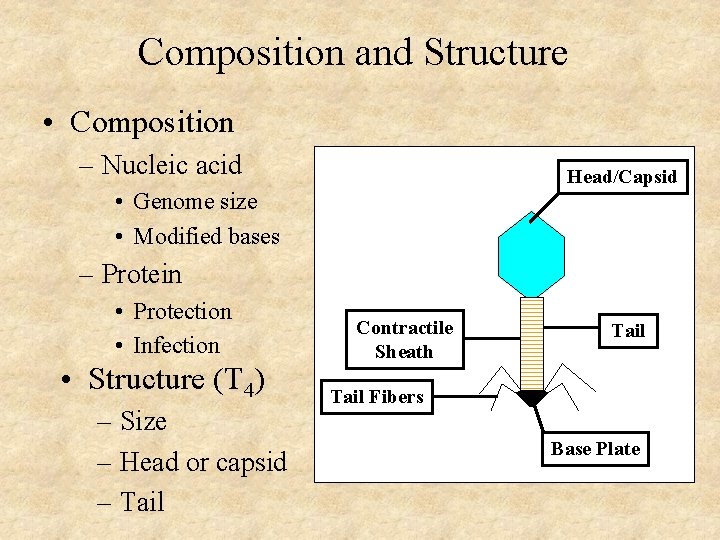 Composition and Structure • Composition – Nucleic acid Head/Capsid • Genome size • Modified