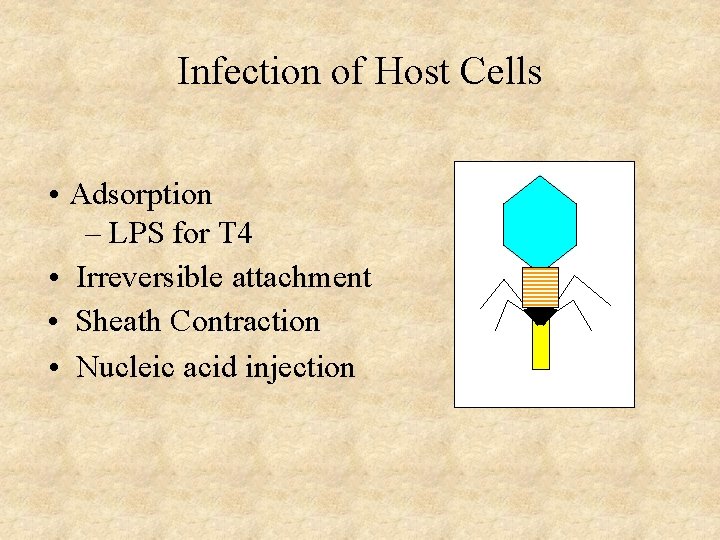 Infection of Host Cells • Adsorption – LPS for T 4 • Irreversible attachment