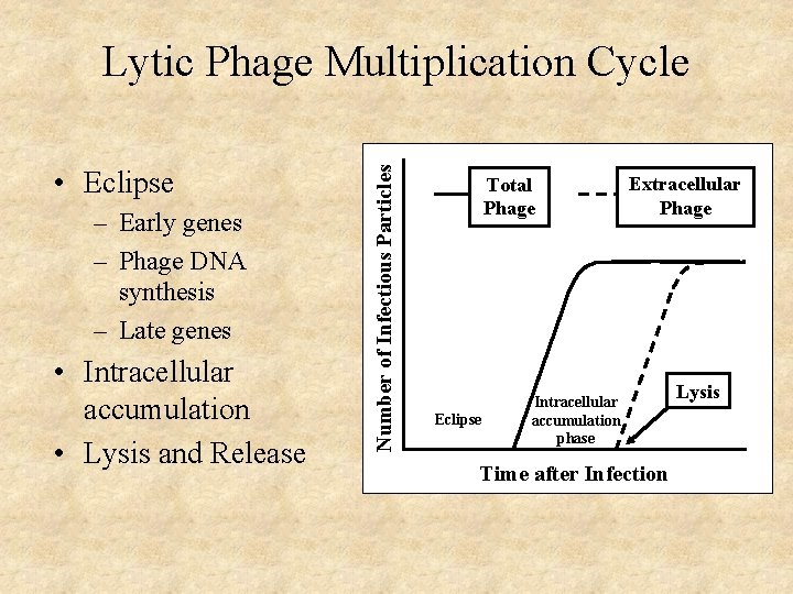  • Eclipse – Early genes – Phage DNA synthesis – Late genes •
