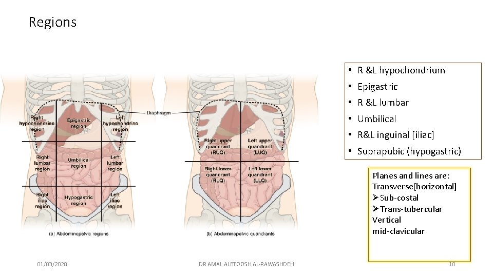 Regions • R &L hypochondrium • Epigastric • R &L lumbar • Umbilical •