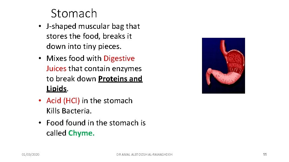 Stomach • J-shaped muscular bag that stores the food, breaks it down into tiny