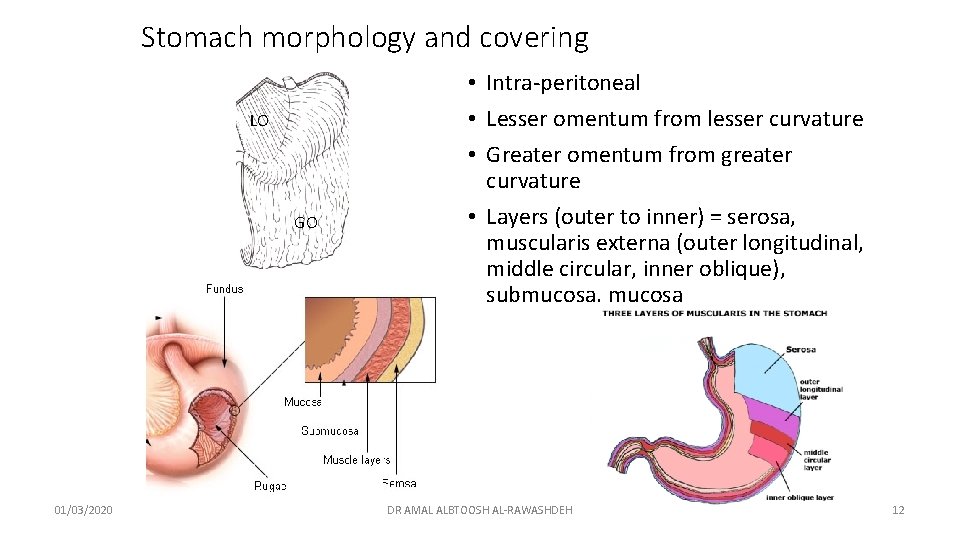 Stomach morphology and covering LO GO 01/03/2020 • Intra-peritoneal • Lesser omentum from lesser