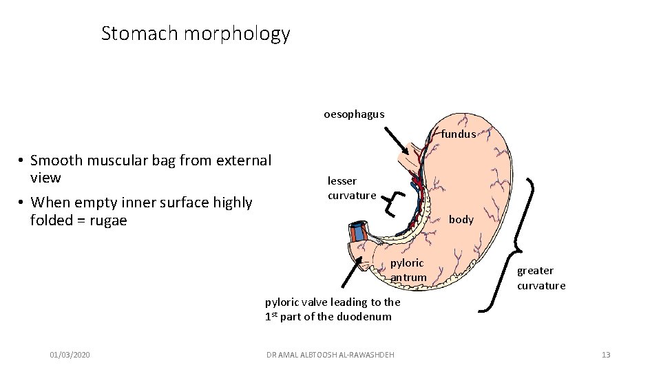 Stomach morphology oesophagus fundus • Smooth muscular bag from external view • When empty