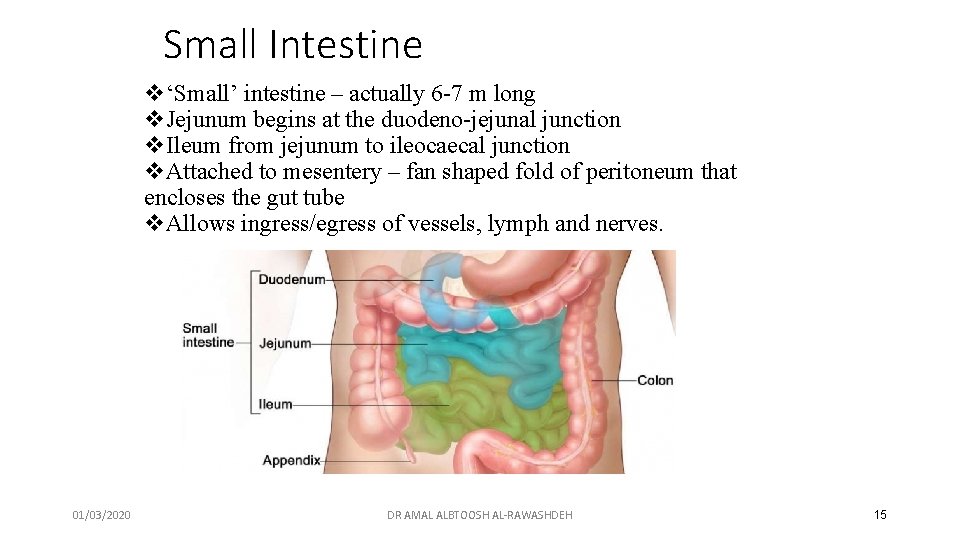 Small Intestine v‘Small’ intestine – actually 6 -7 m long v. Jejunum begins at