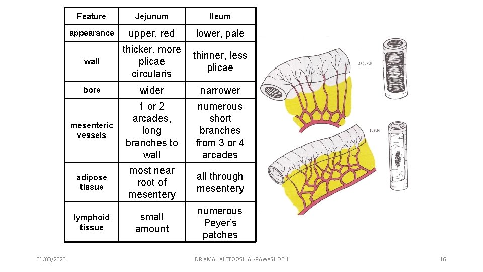 01/03/2020 Feature Jejunum Ileum appearance upper, red lower, pale wall thicker, more plicae circularis