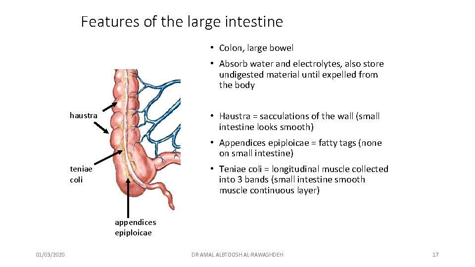 Features of the large intestine • Colon, large bowel • Absorb water and electrolytes,