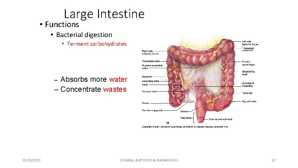 Large Intestine • Functions • Bacterial digestion • Ferment carbohydrates Absorbs more water –