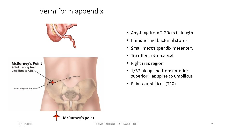 Vermiform appendix • Anything from 2 -20 cm in length • Immune and bacterial