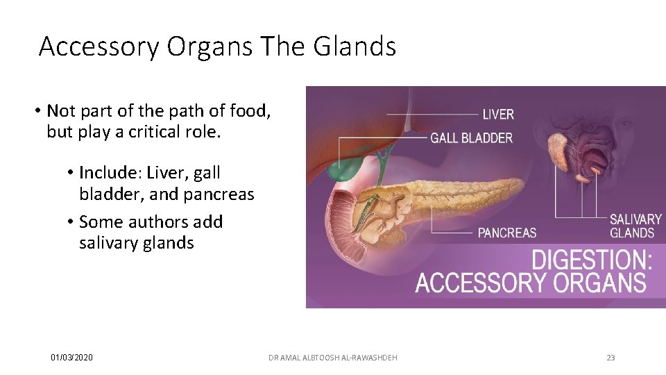 Accessory Organs The Glands • Not part of the path of food, but play
