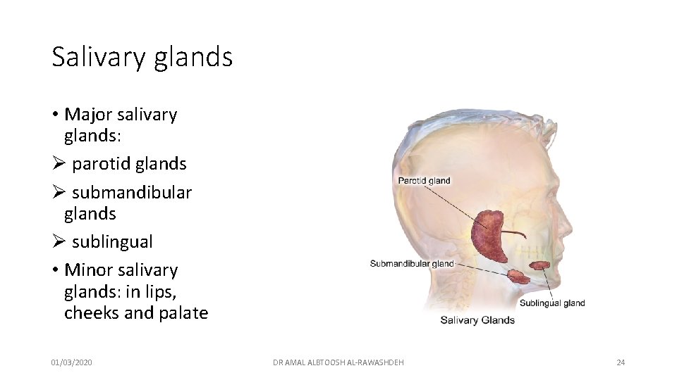 Salivary glands • Major salivary glands: Ø parotid glands Ø submandibular glands Ø sublingual