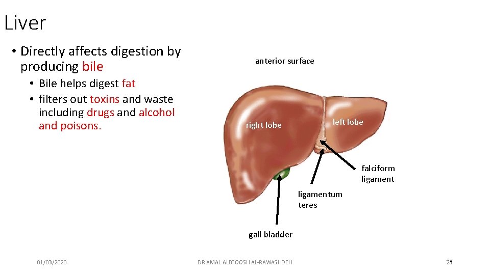 Liver • Directly affects digestion by producing bile • Bile helps digest fat •