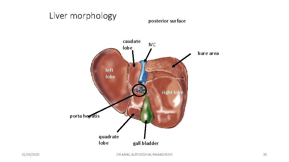 Liver morphology posterior surface caudate lobe IVC bare area left lobe right lobe porta