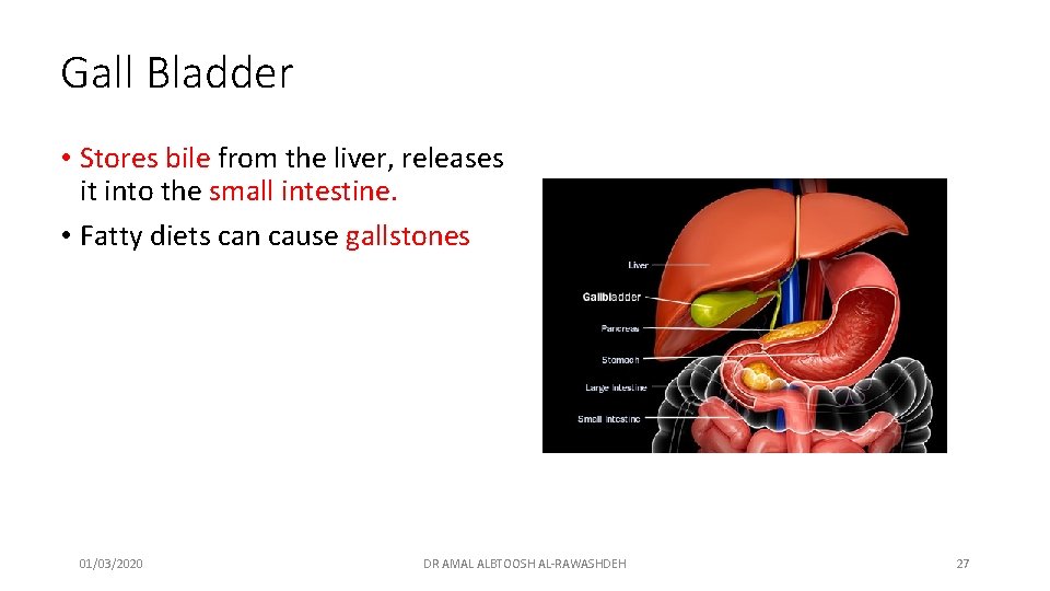 Gall Bladder • Stores bile from the liver, releases it into the small intestine.