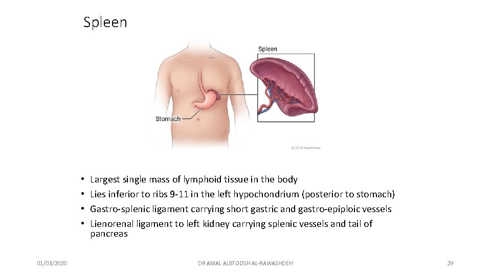 Spleen • • 01/03/2020 Largest single mass of lymphoid tissue in the body Lies