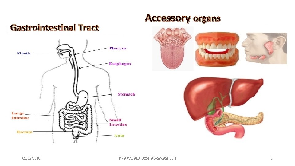 Gastrointestinal Tract 01/03/2020 Accessory organs DR AMAL ALBTOOSH AL-RAWASHDEH 3 