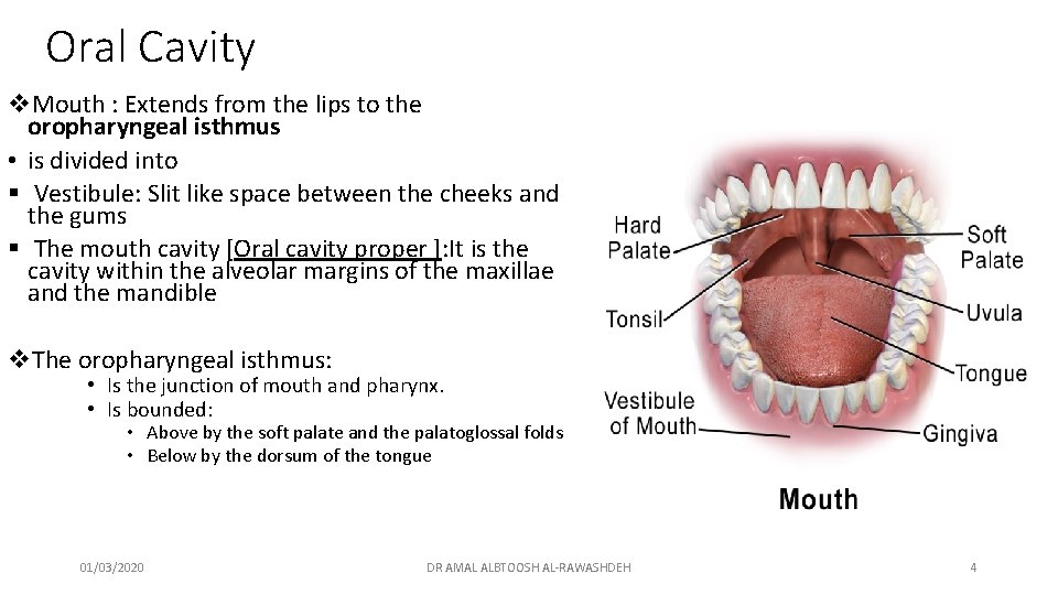 Oral Cavity v. Mouth : Extends from the lips to the oropharyngeal isthmus •