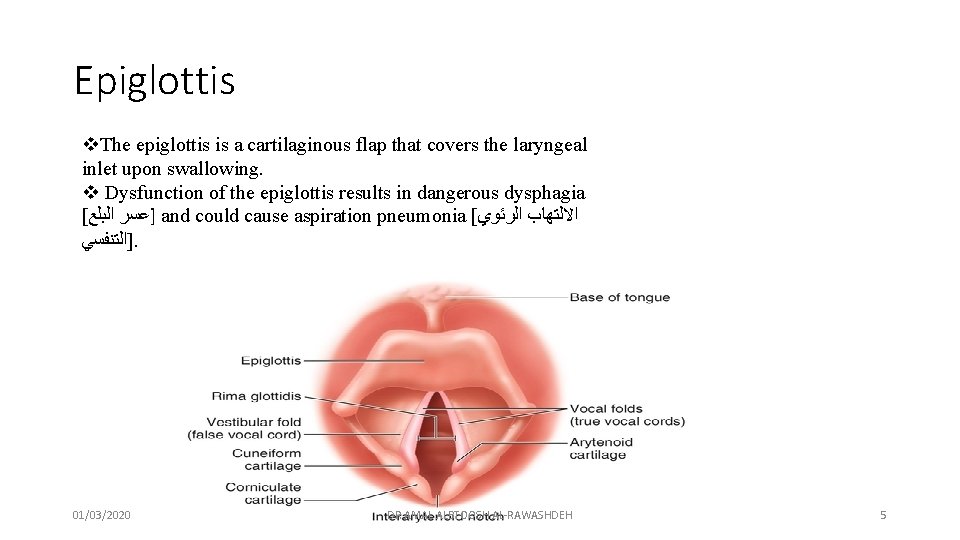 Epiglottis v. The epiglottis is a cartilaginous flap that covers the laryngeal inlet upon