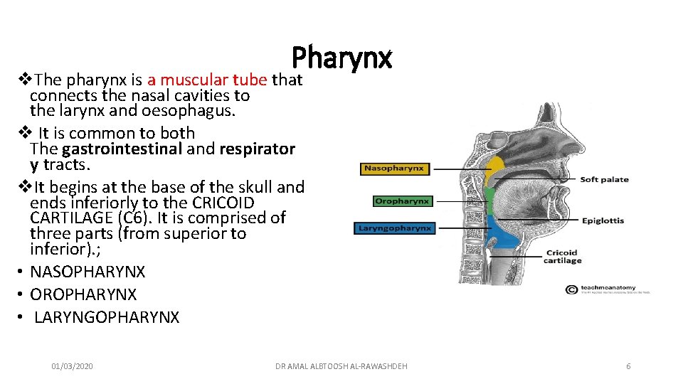 Pharynx v. The pharynx is a muscular tube that connects the nasal cavities to