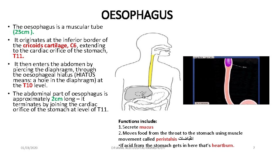 OESOPHAGUS • The oesophagus is a muscular tube (25 cm ). • It originates