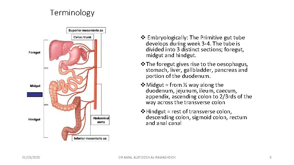 Terminology v Embryologically: The Primitive gut tube develops during week 3 -4. The tube