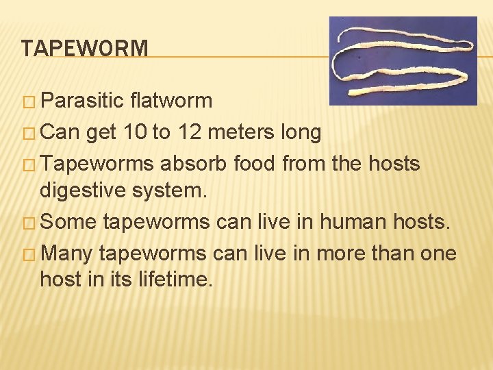 TAPEWORM � Parasitic flatworm � Can get 10 to 12 meters long � Tapeworms