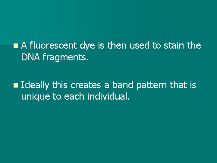 n. A fluorescent dye is then used to stain the DNA fragments. n Ideally