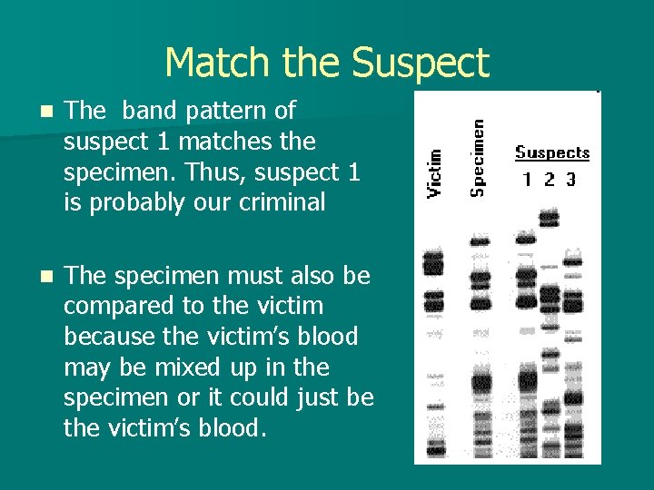 Match the Suspect n The band pattern of suspect 1 matches the specimen. Thus,