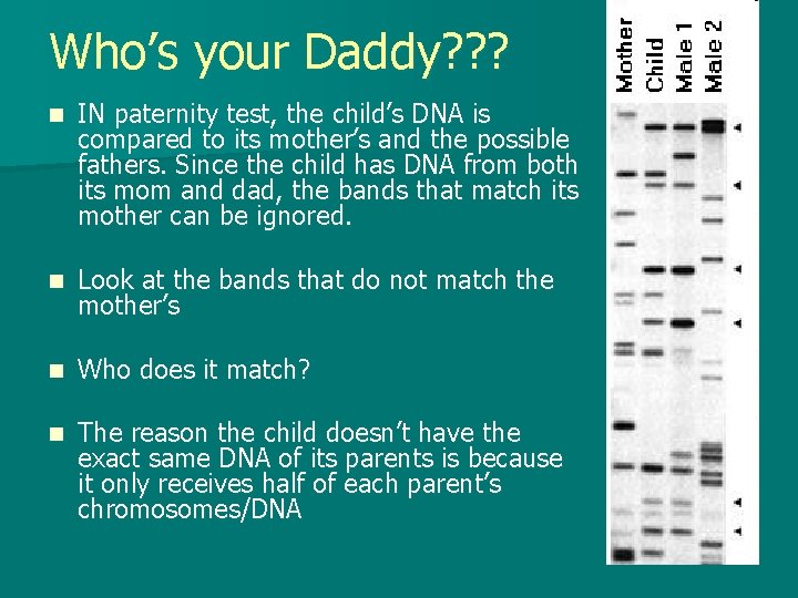 Who’s your Daddy? ? ? n IN paternity test, the child’s DNA is compared