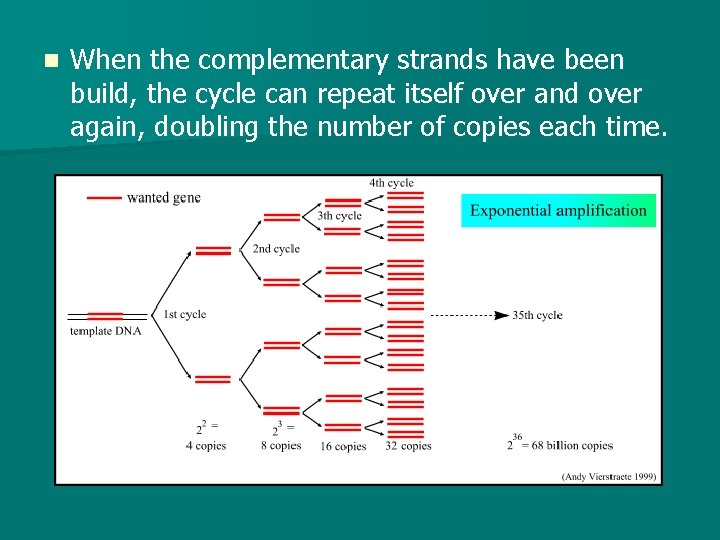 n When the complementary strands have been build, the cycle can repeat itself over