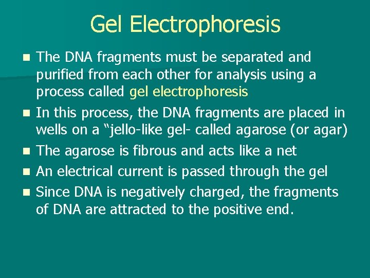 Gel Electrophoresis n n n The DNA fragments must be separated and purified from