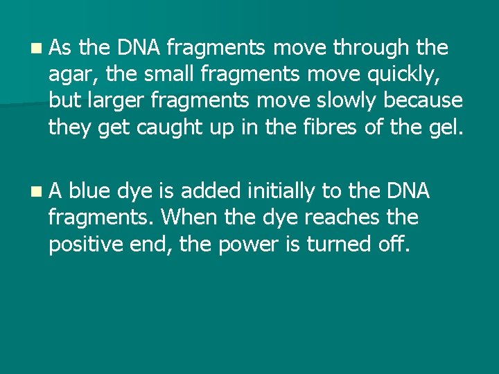 n As the DNA fragments move through the agar, the small fragments move quickly,