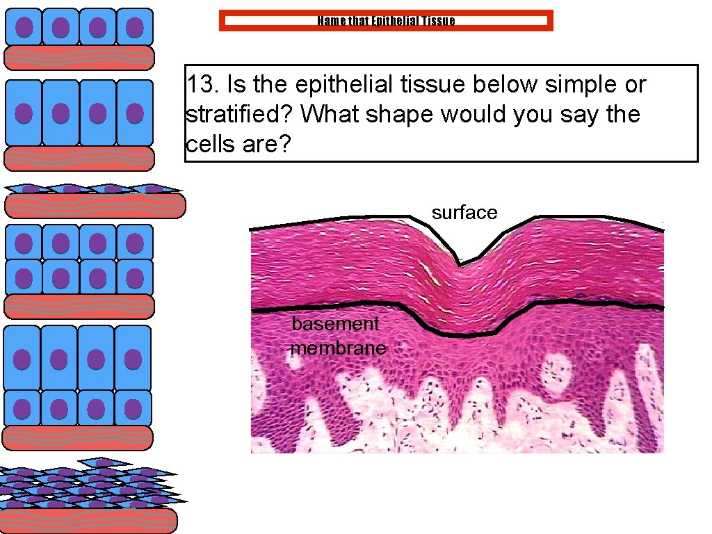 Name that Epithelial Tissue 13. Is the epithelial tissue below simple or stratified? What