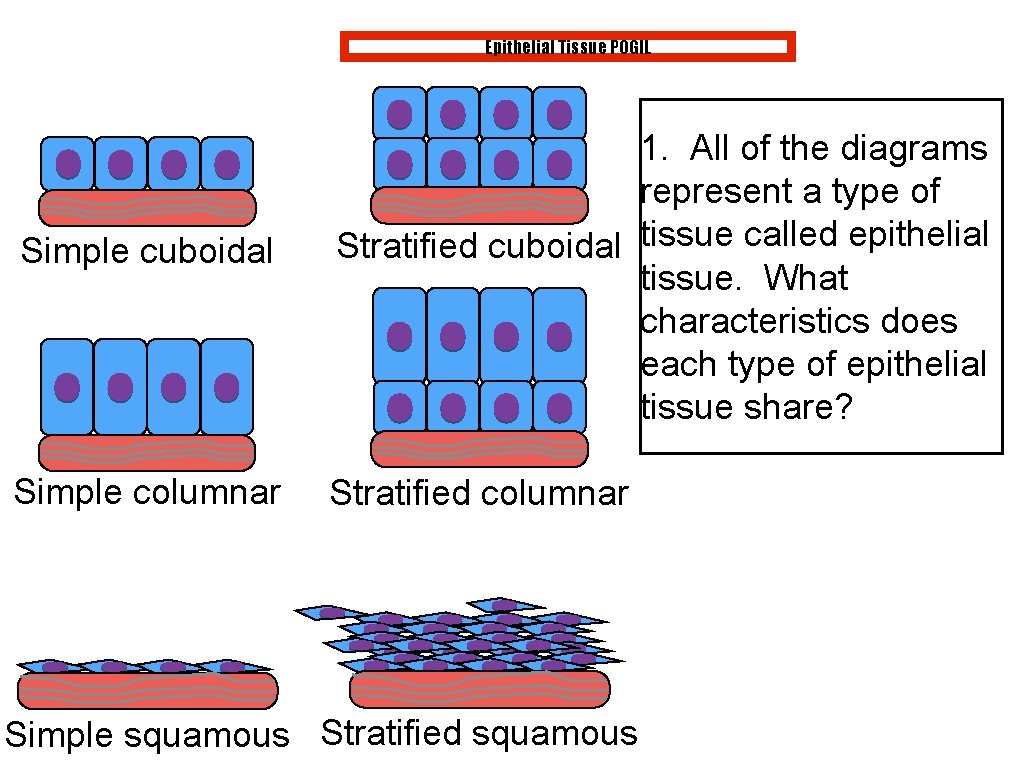 Epithelial Tissue POGIL Simple cuboidal Simple columnar 1. All of the diagrams represent a