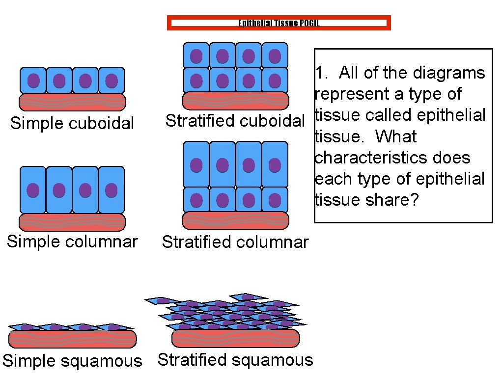 Epithelial Tissue POGIL Simple cuboidal Simple columnar 1. All of the diagrams represent a Epithelial Tissue POGIL Simple cuboidal Simple columnar 1. All of the diagrams represent a