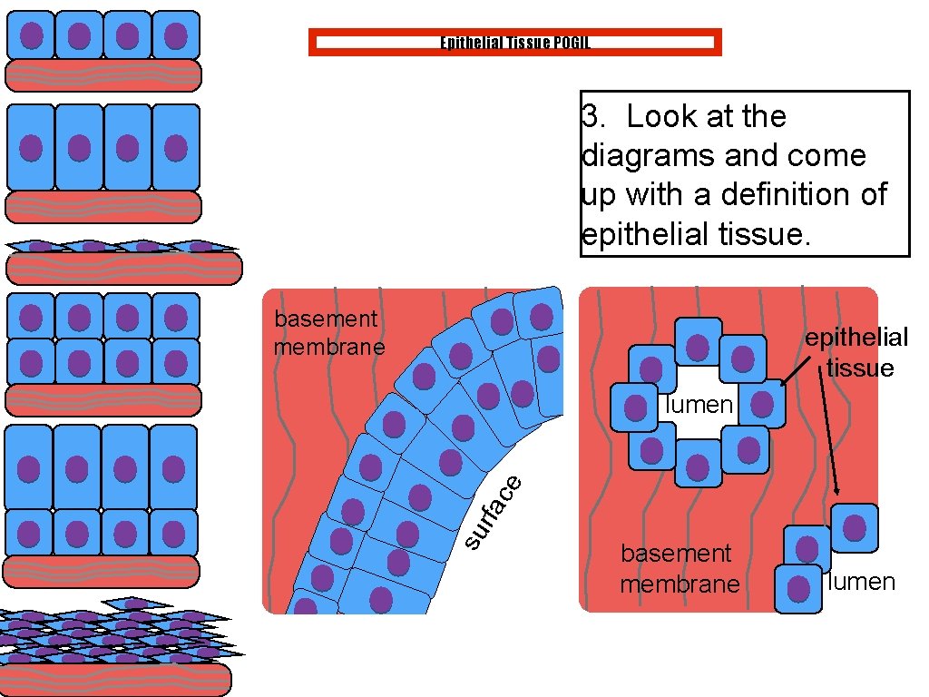 Epithelial Tissue POGIL 3. Look at the diagrams and come up with a definition