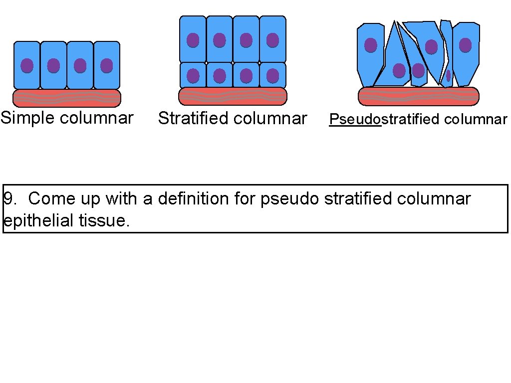 Simple columnar Stratified columnar Pseudostratified columnar 9. Come up with a definition for pseudo