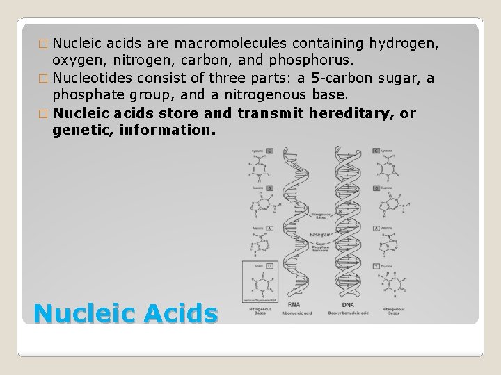 � Nucleic acids are macromolecules containing hydrogen, oxygen, nitrogen, carbon, and phosphorus. � Nucleotides