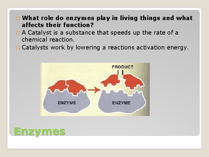 � What role do enzymes play in living things and what affects their function?