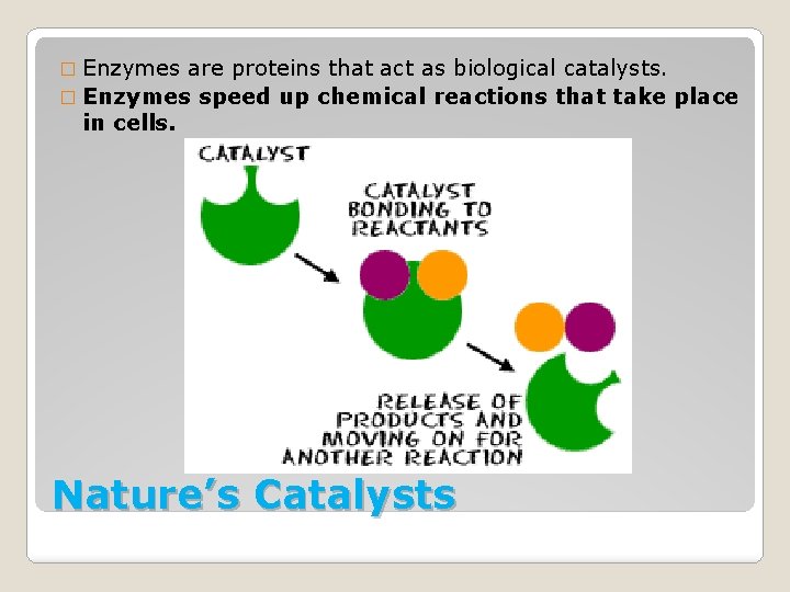 � Enzymes are proteins that act as biological catalysts. � Enzymes speed up chemical