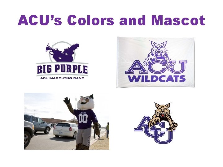 ACU’s Colors and Mascot 