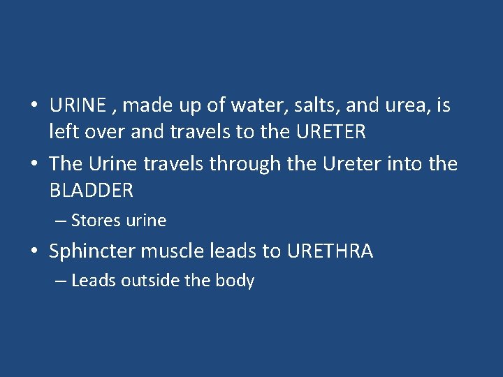  • URINE , made up of water, salts, and urea, is left over