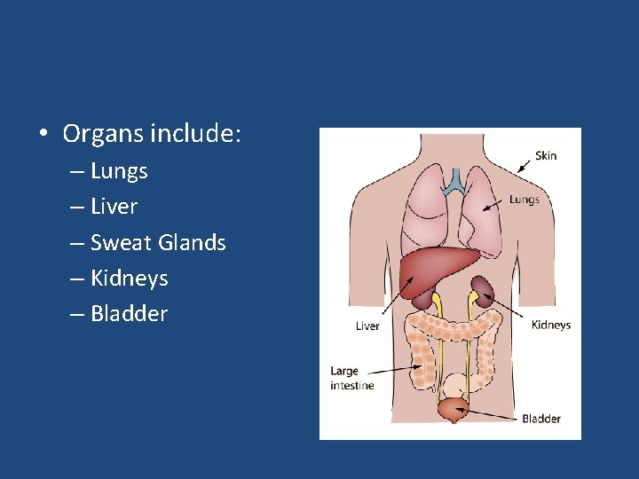  • Organs include: – Lungs – Liver – Sweat Glands – Kidneys –