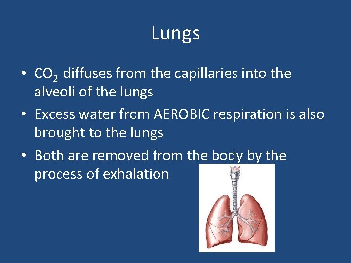 Lungs • CO 2 diffuses from the capillaries into the alveoli of the lungs