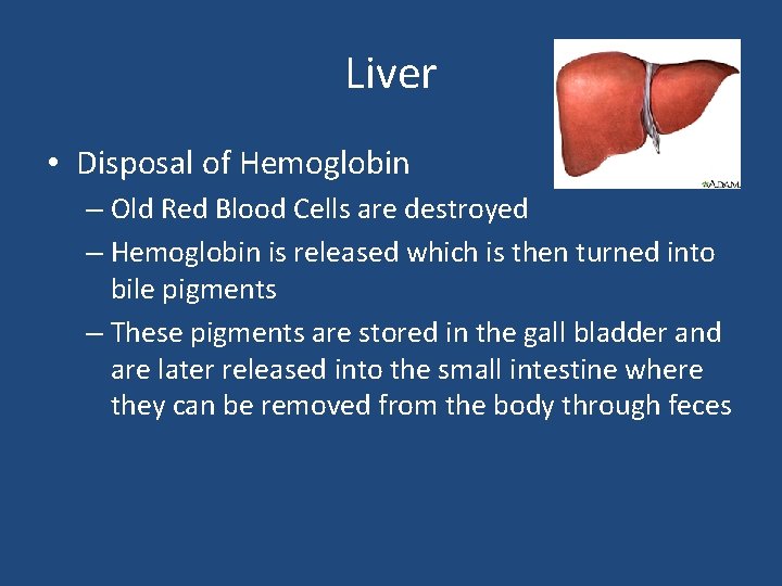 Liver • Disposal of Hemoglobin – Old Red Blood Cells are destroyed – Hemoglobin