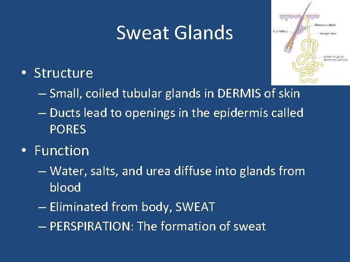 Sweat Glands • Structure – Small, coiled tubular glands in DERMIS of skin –