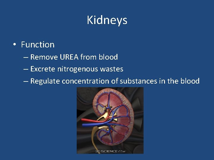 Kidneys • Function – Remove UREA from blood – Excrete nitrogenous wastes – Regulate