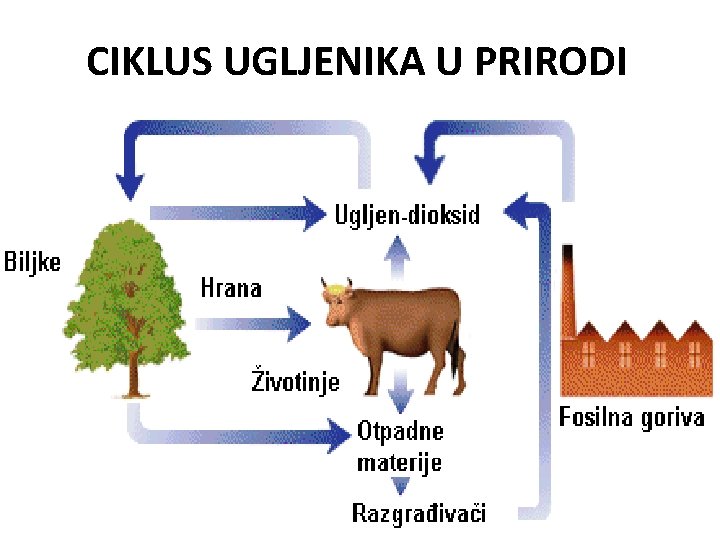 CIKLUS UGLJENIKA U PRIRODI 