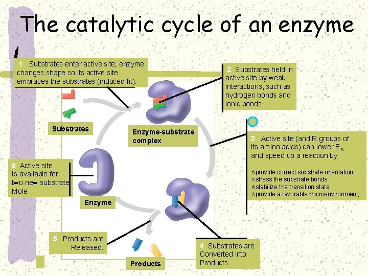 The catalytic cycle of an enzyme 1 Substrates enter active site; enzyme changes shape