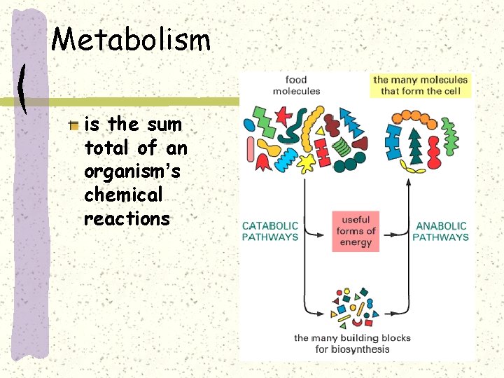 Metabolism is the sum total of an organism’s chemical reactions 